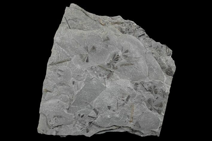 Pennsylvanian Fossil Horsetail (Asterophyllites) Plate - Kentucky #181379